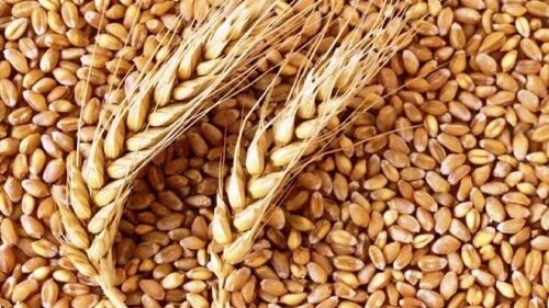 تحقق ۹۸درصدی برنامه تولید بذر اصلاح شده گندم آبی در قزوین