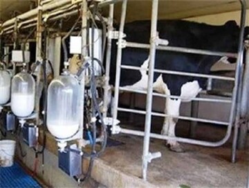 لرستان در جایگاه سیزدهم تولید شیر