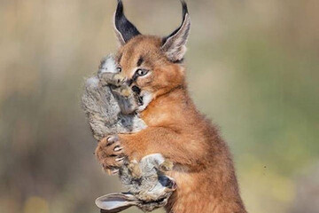 عکس | شکار گربه سیاهگوش به دندان