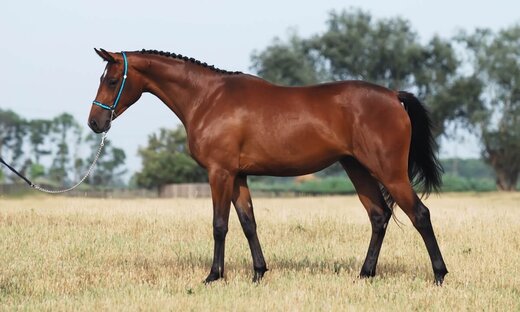 ببینید | نجات اسب وحشتزده در وسط جاده