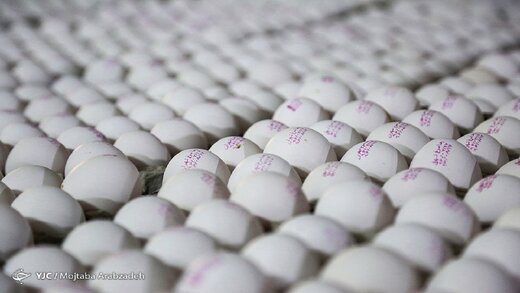 واگذاری عرضه تخم مرغ بسته بندی به انجمن تولیدکنندگان تخم مرغ