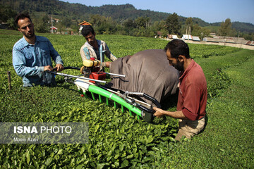 برداشت چای در گیلان