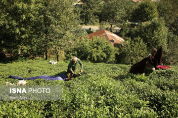 تصاویر | برداشت چای در مزارع گیلان