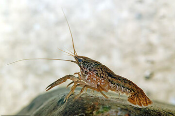 تصاویر | حمله خرچنگ‌ها به قبرستان انگلیسی‌ها