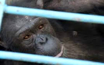 آخرین وضعیت انتقال باران شامپانزه معروف