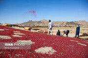 ببینید | بزرگترین باغ زرشک جهان اینجاست!