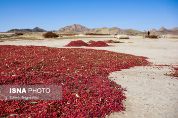 برداشت زرشک از باغات خراسان جنوبی