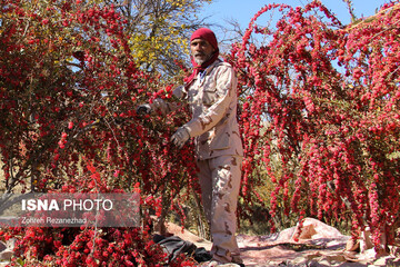 برداشت زرشک از باغات خراسان جنوبی