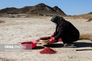 برداشت زرشک از باغات خراسان جنوبی