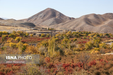 برداشت زرشک از باغات خراسان جنوبی