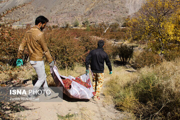 برداشت زرشک از باغات خراسان جنوبی