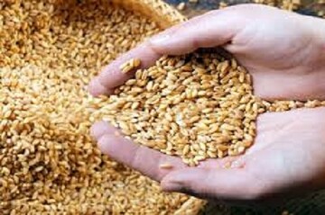 کمبود هزار تنی بذر گندم در لرستان