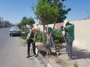 آغاز عملیات انتقال درختان کنوکارپوس شهر قشم