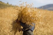 خریداری ۲۹۱هزار تن گندم از کشاورزان آذربایجان‌غربی