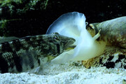 ببینید | باورنکردنی‌ترین قتل در عمق اقیانوس؛ حلزونی که ماهی می‌خورد!