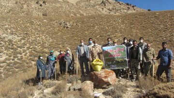 کشت گیاهان دارویی در آرادان