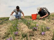 اختصاص ۱۲ هکتار از اراضی دریاچه ارومیه به کشت گیاهان دارویی