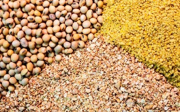 ۸۰ هزار تن خوراک دام احتکار شده در همدان کشف شد