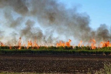 امسال پنج میلیون تن نی در برداشت مزارع نیشکر سوزانده می‌شود