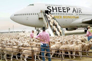 ببینید | ماجرای گوسفندهایی که مسافر فرنگ می‌شوند!
