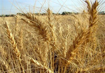 ۷۸ درصد کشت گندم درچهارمحال و بختیاری انجام شده است