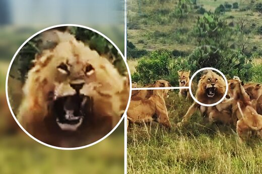 ببینید | شیر نر به دلیل خیانت مورد حمله شیرهای ماده قرار گرفت