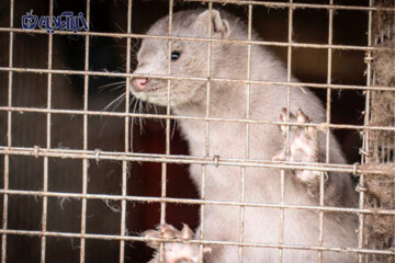 عکس | جدیدترین قربانیان کرونا: نسل کشی ۱۷ میلیون سمور در دانمارک