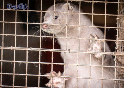 عکس | جدیدترین قربانیان کرونا: نسل کشی ۱۷ میلیون سمور در دانمارک