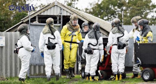 عکس | جدیدترین قربانیان کرونا: نسل کشی ۱۷ میلیون سمور در دانمارک