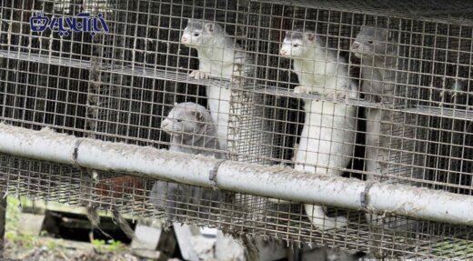 عکس | جدیدترین قربانیان کرونا: نسل کشی ۱۷ میلیون سمور در دانمارک