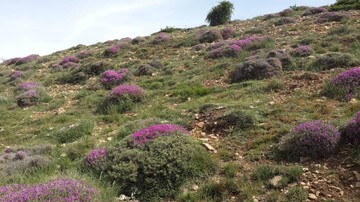 مدیریت مراتع استان سمنان در قالب طرحهای مرتعداری ۲میلیون و ۲۲۵هزار هکتار 