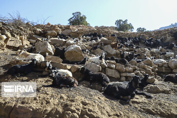 روستای گردشگری چنار منگره
