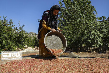 روستای گردشگری چنار منگره