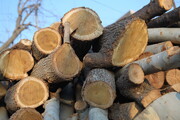 اختصاص ۱۰۰ هکتار از اراضی البرز به تولید چوب