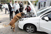 ببینید | کشف مواد مخدر توسط سگ های مواد یاب پلیس