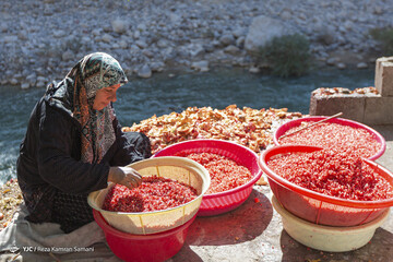 رب گیری انار در آیین سنتی «ناردُنگ»