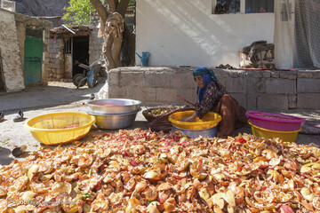 رب گیری انار در آیین سنتی «ناردُنگ»