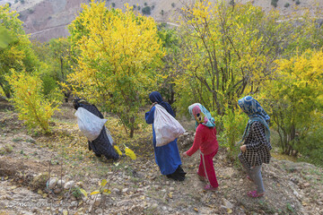 رب گیری انار در آیین سنتی «ناردُنگ»