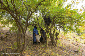 رب گیری انار در آیین سنتی «ناردُنگ»