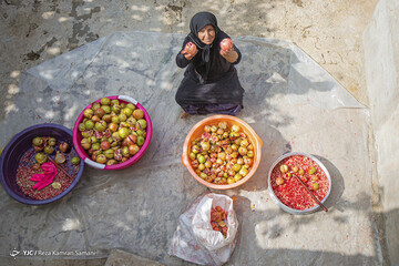 ببینید | رب گیری انار در آیین سنتی «ناردُنگ»