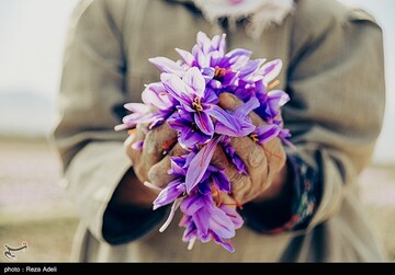 برداشت طلای سرخ - آذربایجان شرقی