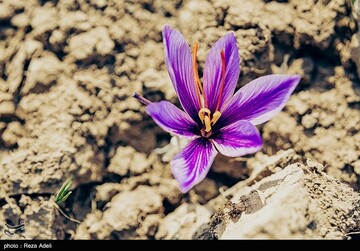برداشت طلای سرخ - آذربایجان شرقی