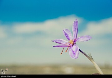 برداشت طلای سرخ - آذربایجان شرقی