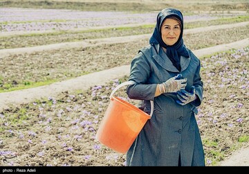 برداشت طلای سرخ - آذربایجان شرقی
