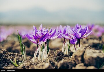 برداشت طلای سرخ - آذربایجان شرقی