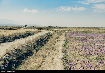 برداشت طلای سرخ - آذربایجان شرقی