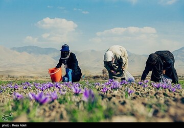 برداشت طلای سرخ - آذربایجان شرقی