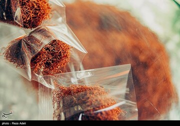 برداشت طلای سرخ - آذربایجان شرقی