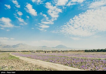 برداشت طلای سرخ - آذربایجان شرقی