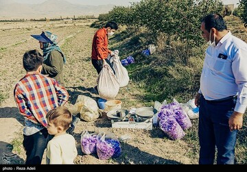 برداشت طلای سرخ - آذربایجان شرقی